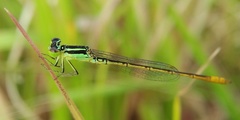 Agriocnemis kalinga