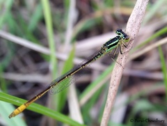 Agriocnemis kalinga