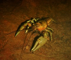 Faxonius rusticus × propinquus