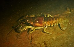 Faxonius rusticus × propinquus