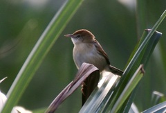 Cisticola galactotes