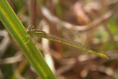 Agriocnemis kalinga