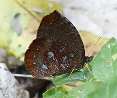 Godartiana muscosa