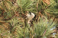 Poecile palustris