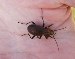 Carabus arvensis
