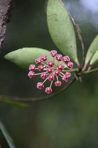Hoya tsangii C.M.Burton