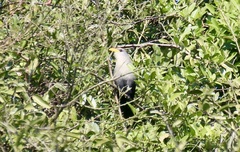 Ceuthmochares australis