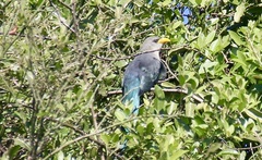 Ceuthmochares australis