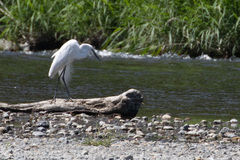 Ardea alba