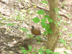 Galloperdix lunulata