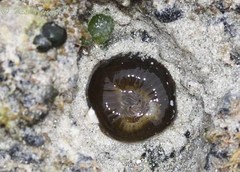 Anthopleura dixoniana