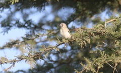 Crithagra citrinipectus