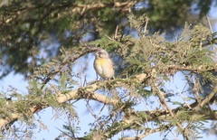 Crithagra citrinipectus