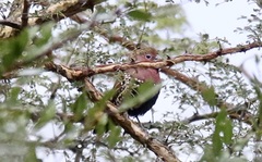 Hypargos margaritatus