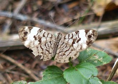 Ectima thecla thecla