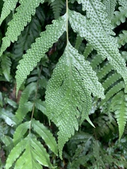 Tectaria phaeocaulis