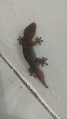 Gehyra mutilata