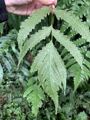 Tectaria phaeocaulis