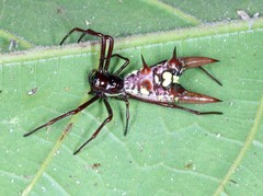 Micrathena coca