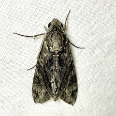 Agrius godarti