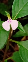 Impatiens minor