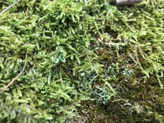 Cladonia fimbriata