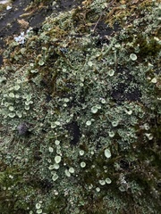 Cladonia fimbriata