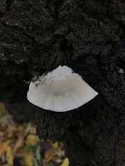 Trametes versicolor