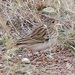 Short-tailed Pipit - Photo (c) nature_with_krista, some rights reserved (CC BY-NC), uploaded by nature_with_krista
