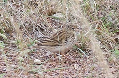 Anthus brachyurus