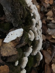 Trametes versicolor