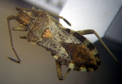 Centrocoris spiniger