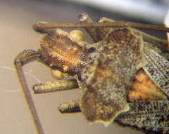 Centrocoris spiniger