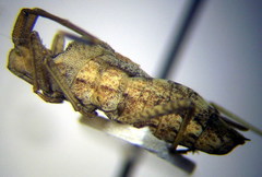 Centrocoris spiniger