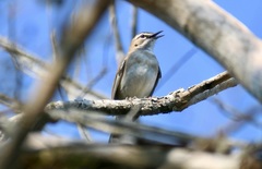 Cercotrichas signata
