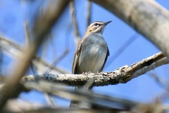 Cercotrichas signata