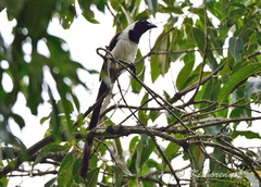 Dendrocitta leucogastra