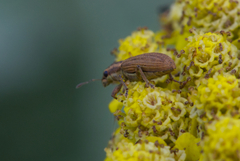 Sitona lineatus