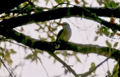 Halcyon senegaloides