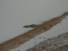 Crocodylus palustris