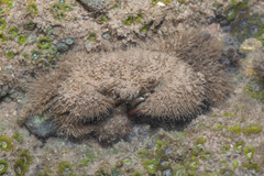 Pilumnus vespertilio