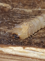 Prionus coriarius