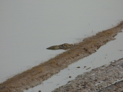 Crocodylus palustris