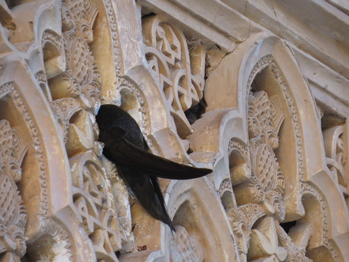 Vencejo común (Apus apus)