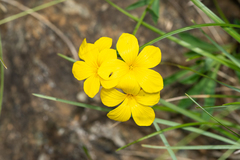 Linum campanulatum
