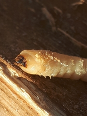 Prionus coriarius