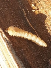 Prionus coriarius