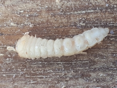 Prionus coriarius