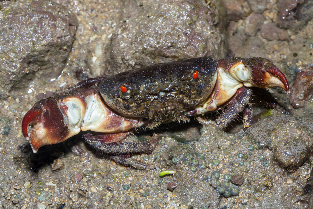 Ferocious reef crab