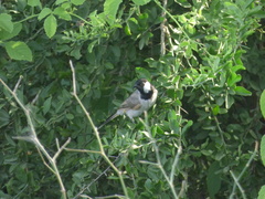 Pycnonotus leucotis